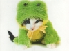 cat-frog
