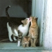 cats-family from Helena, Fin.