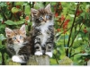 042, cats-from-germany