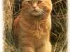red-cat from Kaylihi