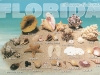 sea-shells-from-flor