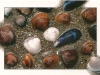 shells-holland