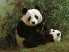 015 - panda card from China