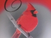 013, Cardinal, Ohio state bird, from silencedogwood