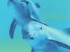 024, smiling-dolphins from Ylanka