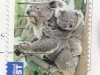 koala-australia