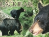 black-bear